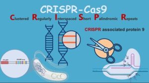 CRISPR Explained for Students: Edit Genes Like a Pro How CRISPR edits DNA using guide RNA and Cas9 enzyme